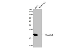 Claudin-3 Antibody (HL1528) - Azide and BSA Free, Novus Biologicals 100