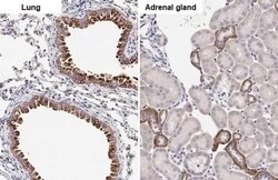 COL1A2 Antibody (HL2048) - Azide and BSA Free, Novus Biologicals 100 &mu;L,