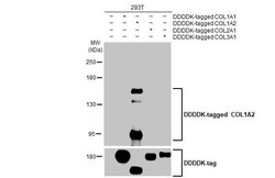 COL1A2 Antibody (HL2048) - Azide and BSA Free, Novus Biologicals 100 &mu;L,