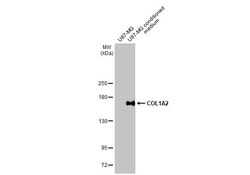 COL1A2 Antibody (HL2048) - Azide and BSA Free, Novus Biologicals 100 &mu;L,