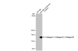 Collagen I/II/III Antibody (HL2048 + HL1907) - Azide and BSA Free, Novus Biologicals 100 &mu;L | Buy Online | Novus Biologicals | Fisher Scientific