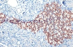 C-Peptide Antibody (HL1158) - Azide and BSA Free, Novus Biologicals 100