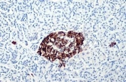 C-Peptide Antibody (HL1158) - Azide and BSA Free, Novus Biologicals 100