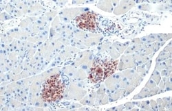 C-Peptide Antibody (HL1158) - Azide and BSA Free, Novus Biologicals 100