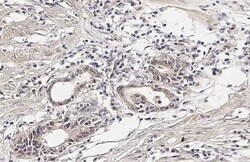 Cyr61/CCN1 Antibody (HL2144) - Azide and BSA Free, Novus Biologicals 100