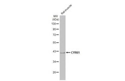 Cyr61/CCN1 Antibody (HL2144) - Azide and BSA Free, Novus Biologicals 100