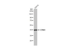 Cyr61/CCN1 Antibody (HL2144) - Azide and BSA Free, Novus Biologicals 100