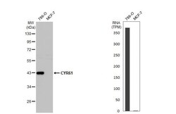 Cyr61/CCN1 Antibody (HL2144) - Azide and BSA Free, Novus Biologicals 100