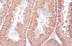 VASA Antibody (HL1487) - Azide and BSA Free, Novus Biologicals 100 &mu;L,
