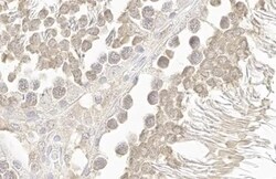 VASA Antibody (HL1487) - Azide and BSA Free, Novus Biologicals 100 &mu;L,