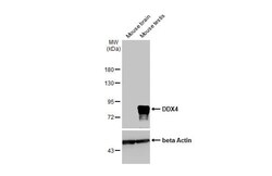 VASA Antibody (HL1487) - Azide and BSA Free, Novus Biologicals 100 &mu;L,