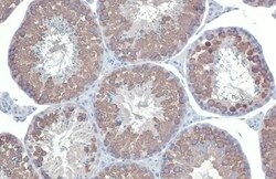 VASA Antibody (HL1487) - Azide and BSA Free, Novus Biologicals 100 &mu;L,