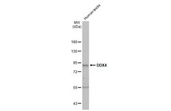 VASA Antibody (HL1487) - Azide and BSA Free, Novus Biologicals 100 &mu;L,