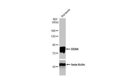 VASA Antibody (HL1487) - Azide and BSA Free, Novus Biologicals 100 &mu;L,