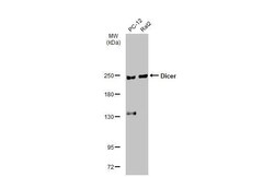 Dicer Antibody (HL1232) - Azide and BSA Free, Novus Biologicals 100 &mu;L,