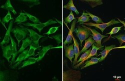 Dicer Antibody (HL1232) - Azide and BSA Free, Novus Biologicals 100 &mu;L,