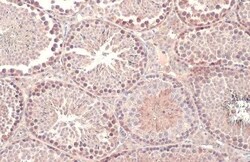 Dicer Antibody (HL1232) - Azide and BSA Free, Novus Biologicals 100 &mu;L,