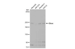 Dicer Antibody (HL1232) - Azide and BSA Free, Novus Biologicals 100 &mu;L,