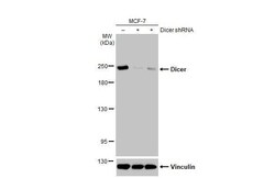 Dicer Antibody (HL1232) - Azide and BSA Free, Novus Biologicals 100 &mu;L,