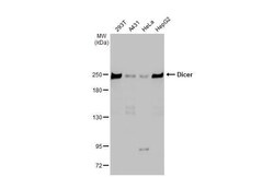 Dicer Antibody (HL1232) - Azide and BSA Free, Novus Biologicals 100 &mu;L,