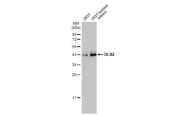 DLX2 Antibody (HL1942) - Azide and BSA Free, Novus Biologicals 100 &mu;L,