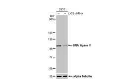 DNA Ligase III Antibody (HL2280) - Azide and BSA Free, Novus Biologicals