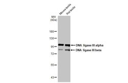 DNA Ligase III Antibody (HL2280) - Azide and BSA Free, Novus Biologicals