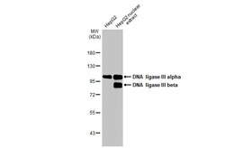 DNA Ligase III Antibody (HL2280) - Azide and BSA Free, Novus Biologicals