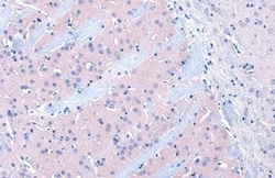 Dopamine D2R/DRD2 Antibody (HL1584) - Azide and BSA Free, Novus Biologicals