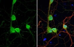 Dopamine D2R/DRD2 Antibody (HL1584) - Azide and BSA Free, Novus Biologicals