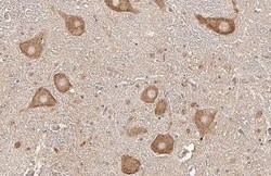 Dopamine D2R/DRD2 Antibody (HL1584) - Azide and BSA Free, Novus Biologicals