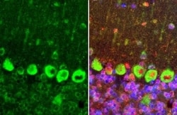Dopamine D2R/DRD2 Antibody (HL1584) - Azide and BSA Free, Novus Biologicals