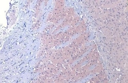 Dopamine D2R/DRD2 Antibody (HL1584) - Azide and BSA Free, Novus Biologicals