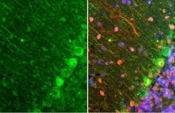 Dopamine D2R/DRD2 Antibody (HL1584) - Azide and BSA Free, Novus Biologicals