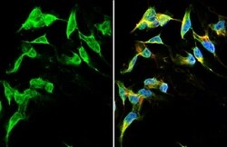 Dopamine D2R/DRD2 Antibody (HL1584) - Azide and BSA Free, Novus Biologicals