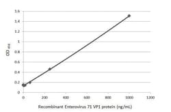 Enterovirus 71 VP1 Antibody (HL1928) - Azide and BSA Free, Novus Biologicals