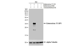 Enterovirus 71 VP1 Antibody (HL1928) - Azide and BSA Free, Novus Biologicals