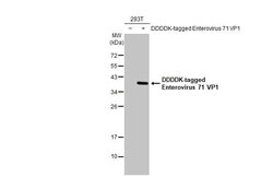 Enterovirus 71 VP1 Antibody (HL1928) - Azide and BSA Free, Novus Biologicals