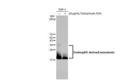 Eosinophil derived neurotoxin Antibody (HL2166) - Azide and BSA Free, Novus