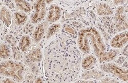 Eosinophil derived neurotoxin Antibody (HL2166) - Azide and BSA Free, Novus