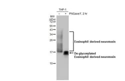 Eosinophil derived neurotoxin Antibody (HL2166) - Azide and BSA Free, Novus