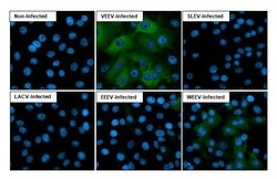 Equine Encephalitis Virus NSP2 Antibody (HL1920) - Azide and BSA Free,