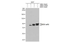 Equine Encephalitis Virus NSP2 Antibody (HL1920) - Azide and BSA Free,