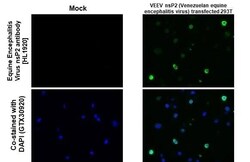 Equine Encephalitis Virus NSP2 Antibody (HL1920) - Azide and BSA Free,