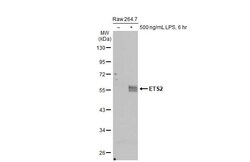ETS2 Antibody (HL2259) - Azide and BSA Free, Novus Biologicals 100 &mu;L,