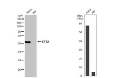 ETS2 Antibody (HL2259) - Azide and BSA Free, Novus Biologicals 100 &mu;L,