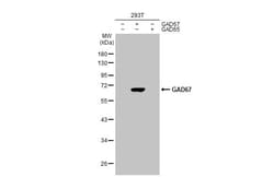 GAD1/GAD67 Antibody (HL1095) - Azide and BSA Free, Novus Biologicals 100