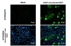 GAD1/GAD67 Antibody (HL1095) - Azide and BSA Free, Novus Biologicals 100