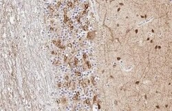 GAD1/GAD67 Antibody (HL1095) - Azide and BSA Free, Novus Biologicals 100