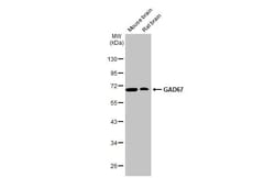 GAD1/GAD67 Antibody (HL1095) - Azide and BSA Free, Novus Biologicals 100